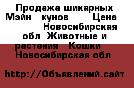 Продажа шикарных Мэйн - кунов !!! › Цена ­ 10 000 - Новосибирская обл. Животные и растения » Кошки   . Новосибирская обл.